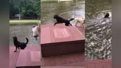 VIRAL VIDEO : जिसने देखा वो हुआ इमोशनल, हैरान करेगा मालिक के लिए कुत्ते का प्यार