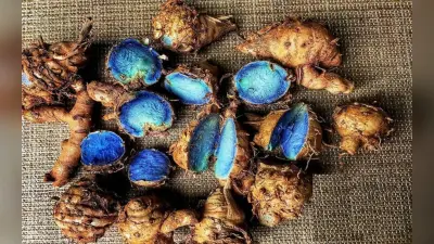 माइग्रेन की बीमारी के लिए काल है ‘Black Turmeric’, इस हल्दी का नाम आखिर क्यों पड़ा काली, जानें यहां सबकुछ