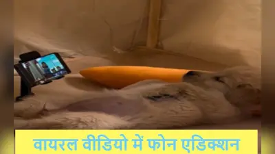 कुत्तों को भी बिगाड़ रहा मोबाइल फोन, वायरल वीडियो में दिखा एडिक्शन
