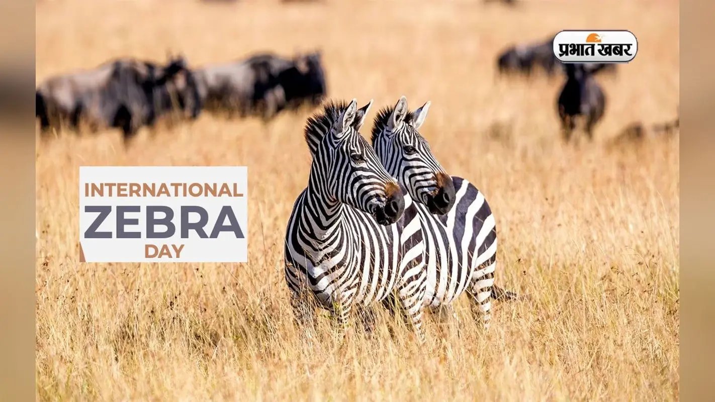 International Zebra Day 2024: अंतर्राष्ट्रीय जेबरा दिवस आज, जानें क्यों ये दिन है खास