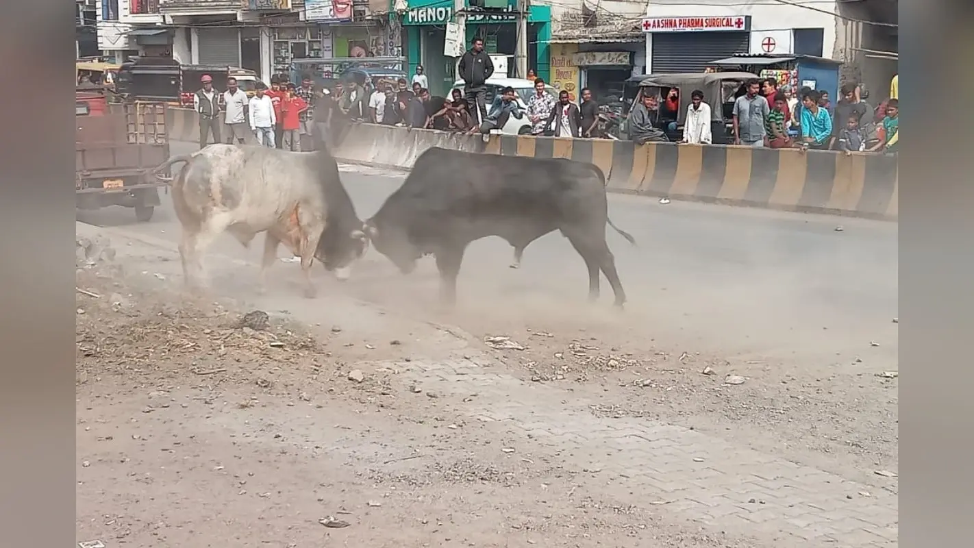 जमशेदपुर में बीच सड़क पर भिड़े दो बैल, डेढ़ घंटे तक चली बुल फाइटिंग, कई लोग घायल