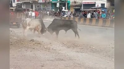 जमशेदपुर में बीच सड़क पर भिड़े दो बैल, डेढ़ घंटे तक चली बुल फाइटिंग, कई लोग घायल
