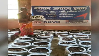 हजारीबाग: कटकमदाग की महिलाएं मशरूम की खेती कर बन रही हैं आत्मनिर्भर, बेच रही 180 से 200 रुपये प्रति किलो