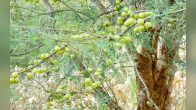 इस सर्दी खाएं आंवला, स्किन एण्ड हेयर केयर के साथ सर्दी-खांसी दूर भगाएं, जाने इसके अद्भुत गुण