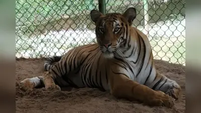 झारखंड: ओरमांझी पार्क की बाघिन ‘सरस्वती’ की मौत, किडनी में इंफेक्शन ने ले ली जान,अभी मां समेत ये हैं बाघ-बाघिन