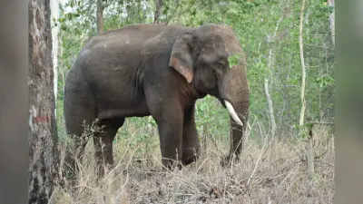 Dhanbad News: एलिफेंट कॉरिडोर योजना 10 साल में भी नहीं हुई शुरू, हाथी कब तक बने रहेंगे ‘साथी’
