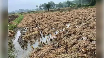 WB News : पूर्व बर्दवान में धान व आलू की फसलों को व्यापक क्षति, किसान हलकान