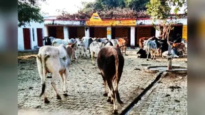 शाहजहांपुर में गजब हो गया, जब स्कूल में बच्चों की जगह दिखे जानवर तो मास्टरजी के उड़े होश, पुलिस को दी खबर