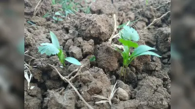 Happy New Year : पढ़ें शशांक भारद्वाज की कविता-नव वर्ष नव विहान