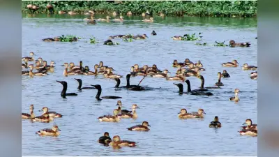 सांतरागाछी झील में प्रदूषण के विषय में मुख्य सचिव व रेलवे के रवैये पर राष्ट्रीय हरित अदालत ने जतायी नाराजगी