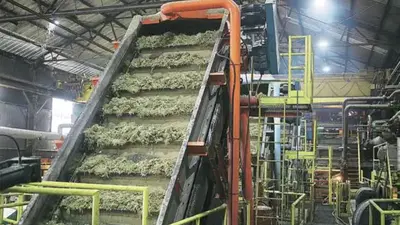 Riga Sugar Mill : बिहार में खुला एक और बंद कारखाना, पहले सत्र में गन्ना किसानों को मिलेंगे 80 करोड़