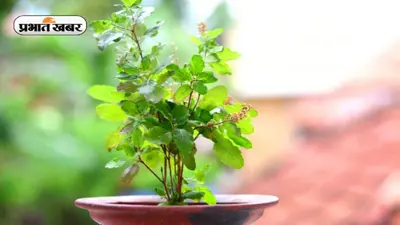 Vastu Tips: घर में है तुलसी का पौधा तो रखें इन बातों का ध्यान, वरना हो सकता है भारी नुकसान