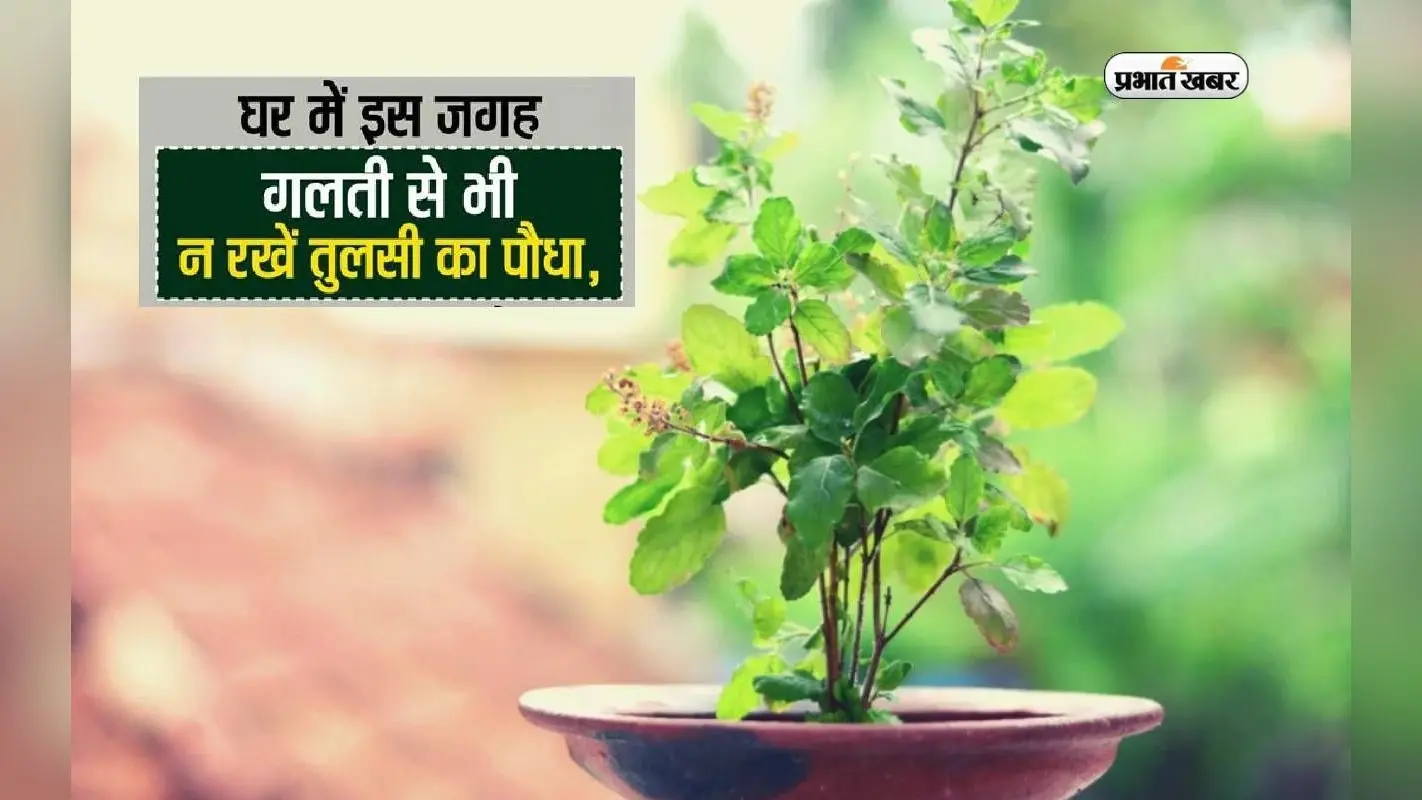 Tulsi Plant Rules For Home: घर में इन स्थानों पर भूलकर भी न रखें तुलसी का पौधा, हो सकती है परेशानी