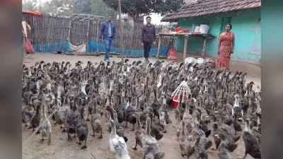पाकुड़ : बत्तख पालन से स्वावलंबन की ओर बढ़ रही आदिम जनजाति की महिलाएं