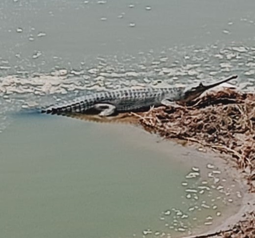 भागलपुर: गंगा नदी में मगरमच्छ के बाद दिखने लगा घड़ियाल का झुंड, वन कर्मियों में खुशी, ग्रामीणों में भय