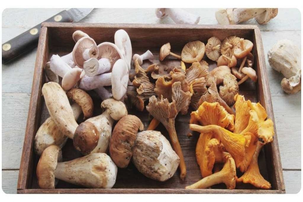 Mushrooms