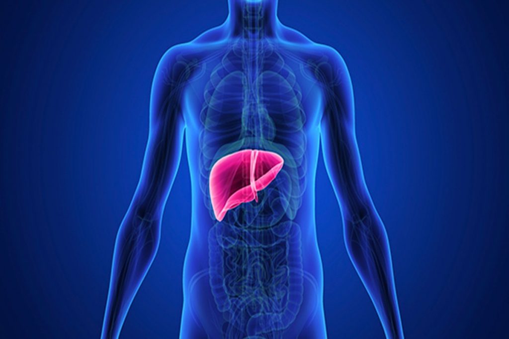 liver