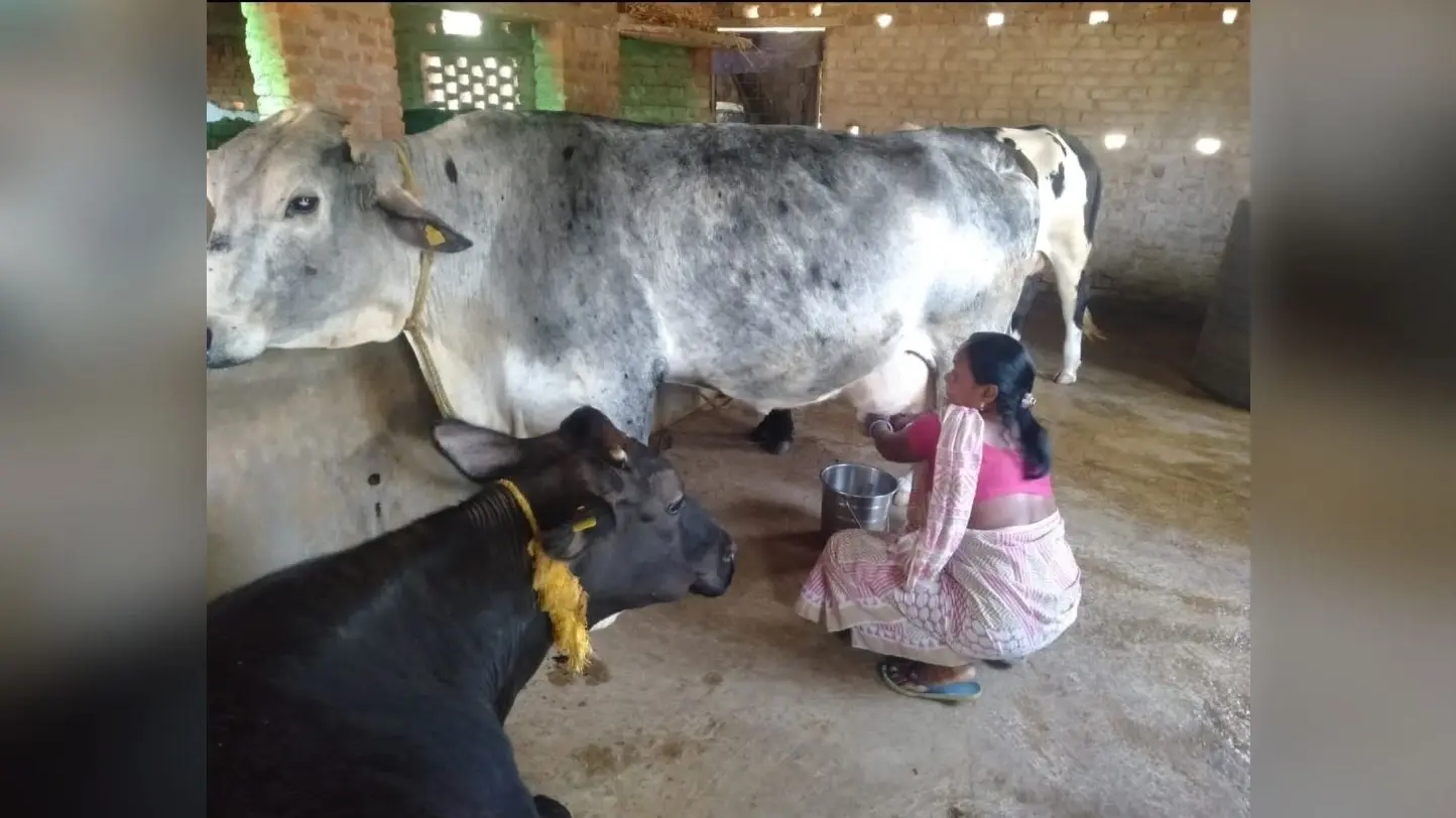 लोहरदगा : गौ पालन के क्षेत्र में महिलाओं के लिए प्रेरणास्रोत बनी सुषमा, दिहाड़ी मजदुर से मुखिया तक ऐसा रहा सफर