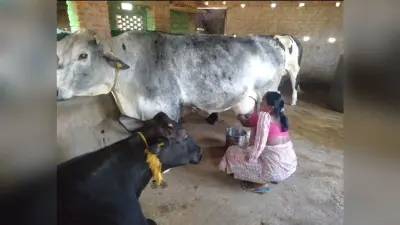 लोहरदगा : गौ पालन के क्षेत्र में महिलाओं के लिए प्रेरणास्रोत बनी सुषमा, दिहाड़ी मजदुर से मुखिया तक ऐसा रहा सफर