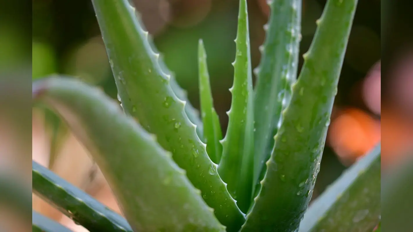 Side Effects of Aloe Vera: जरूरत से ज्यादा एलोवेरा का इस्तेमाल पड़ सकता है भारी, पहुंचा सकता है नुकसान