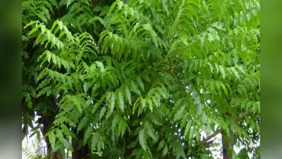 Benefits of Neem Leaves : सुबह-सुबह खाली पेट नीम की पत्तियां चबाने से दूर होंगी ये बीमारियां