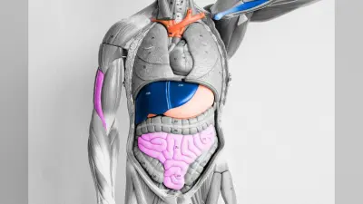 Human Body Parts: क्या आप जानते हैं मौत के बाद हमारे शरीर के अंग कितने समय तक जीवित रहते हैं?