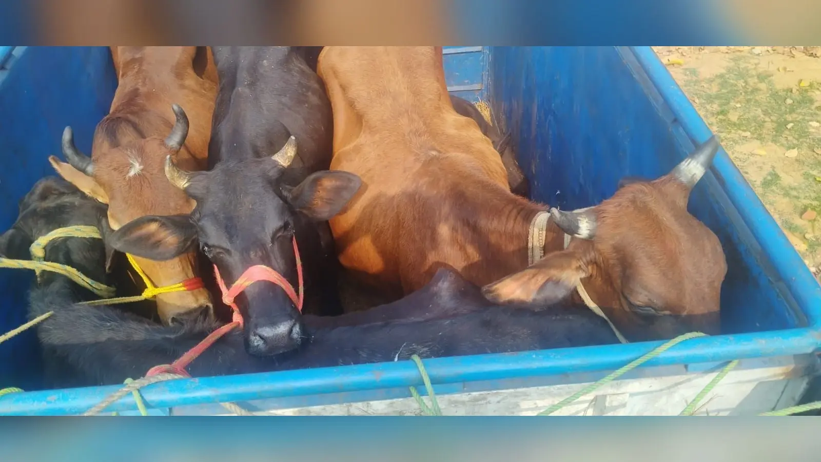 गिरिडीह : 15 पिकअप वैन से 125 से अधिक मवेशियों की हो रही थी तस्करी, 4 गिरफ्तार