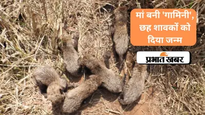 Cheetah In Kuno National Park: मां बनी ‘गामिनी’, छह शावकों को दिया जन्म, देखें VIDEO