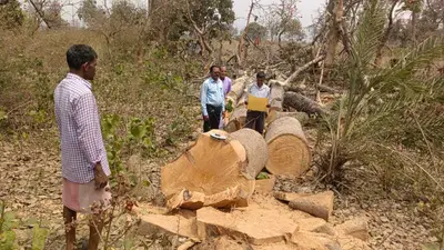 बिना रोक-टोक हरे भरे पेड़ों पर चल रहा आरा