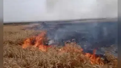 राजमहल के मानसिंहा गांव के दियारा में खेत में लगी आग, नौ बीघे में लगी गेहूं की फसल राख