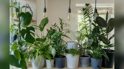 Home Gardening: पौधे की पत्तियां पीली पड़ रही हैं, तो ऐसे बचाएं उसकी जान