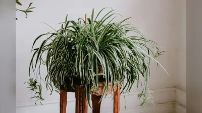 Home Decor Tips: घर की करना चाहते हैं सजावट, इन हाउस प्लांट का करें इस्तेमाल