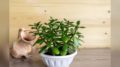Jade Plant Care: घर की सुख समृद्धि के लिए लगाया जाता है जेड प्लांट, ऐसे करें उसकी देखभाल