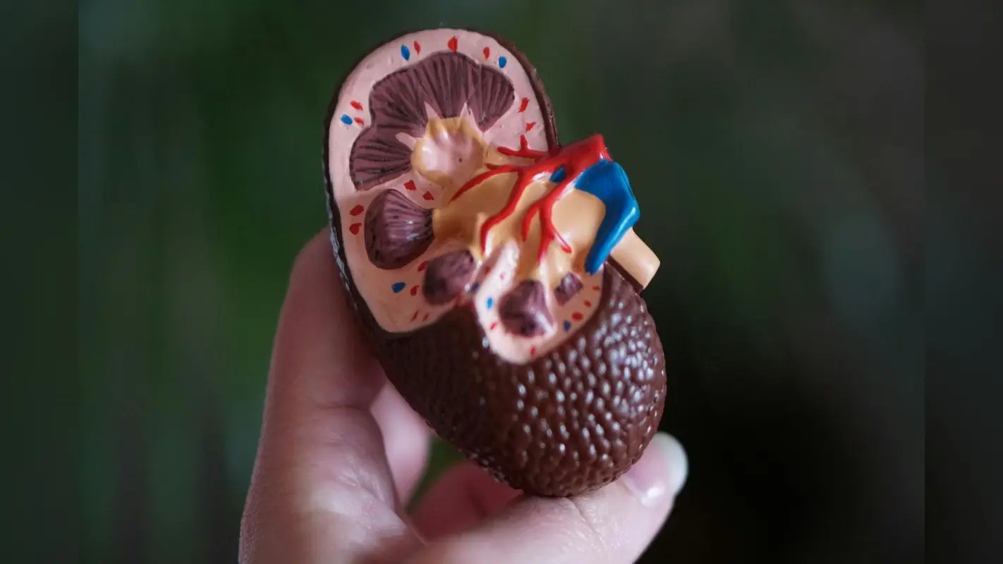 Ayurveda Tips for Kidney: किडनी को रखना है स्वस्थ तो अपनाएं ये एकमात्र आयुर्वेदिक टिप्स