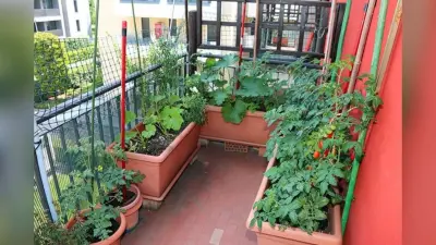 Kitchen Garden Tips: घर के गार्डन में उगाना चाहते है ऑर्गेनिक सब्जियां, तो ये हैं बेस्ट पौधे