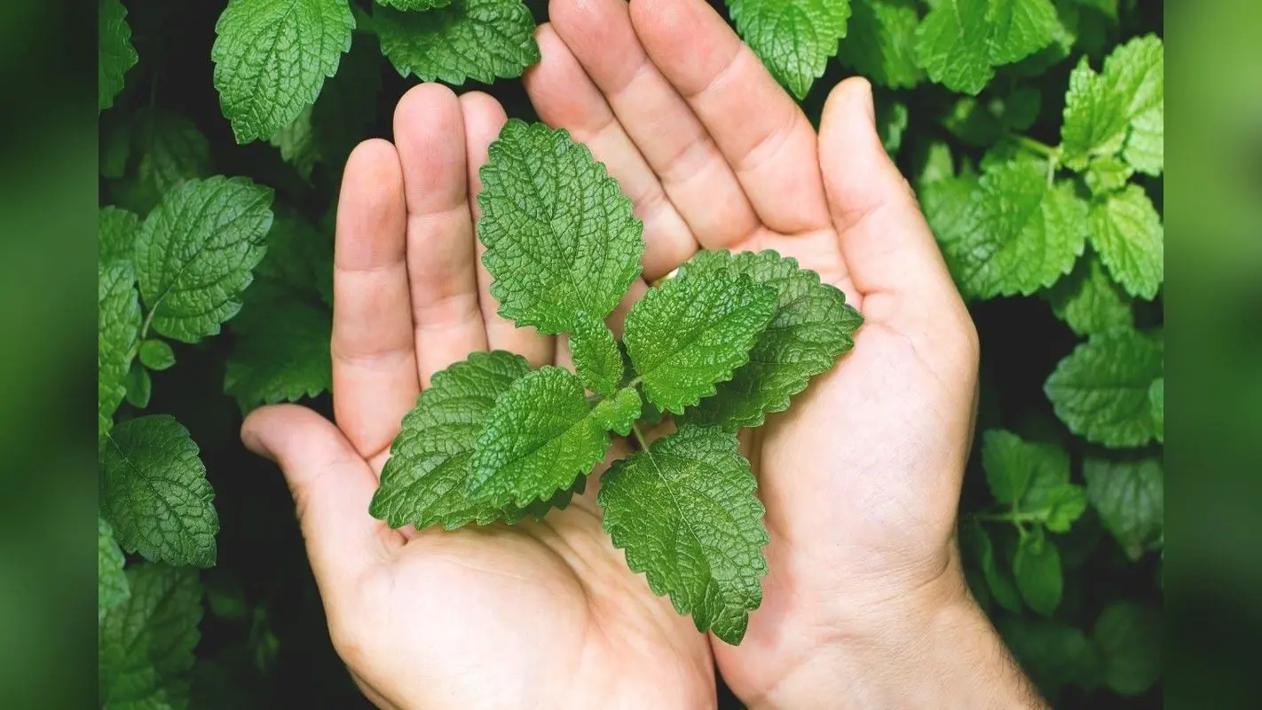 Mint Leaves Benefits: पुदीना स्वास्थ्य के लिए एक गुणकारी जड़ी बूटी, जानें इसके पोषक गुण और फायदे