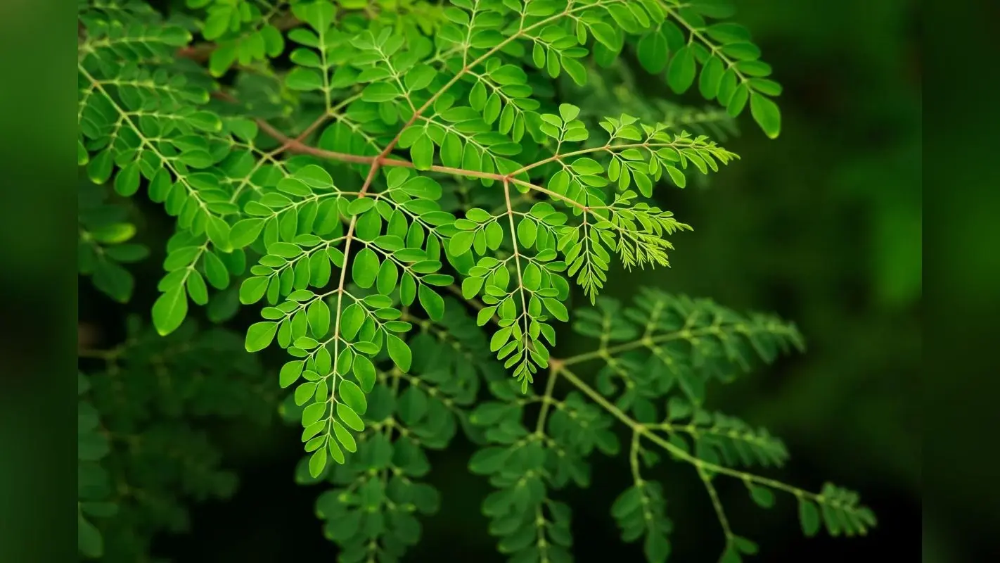 Moringa Leaf Benefits: गरमी के मौसम में मोरिंगा की पत्तियां किसी सुपरफूड से कम नहीं, जानिए इसके फायदे
