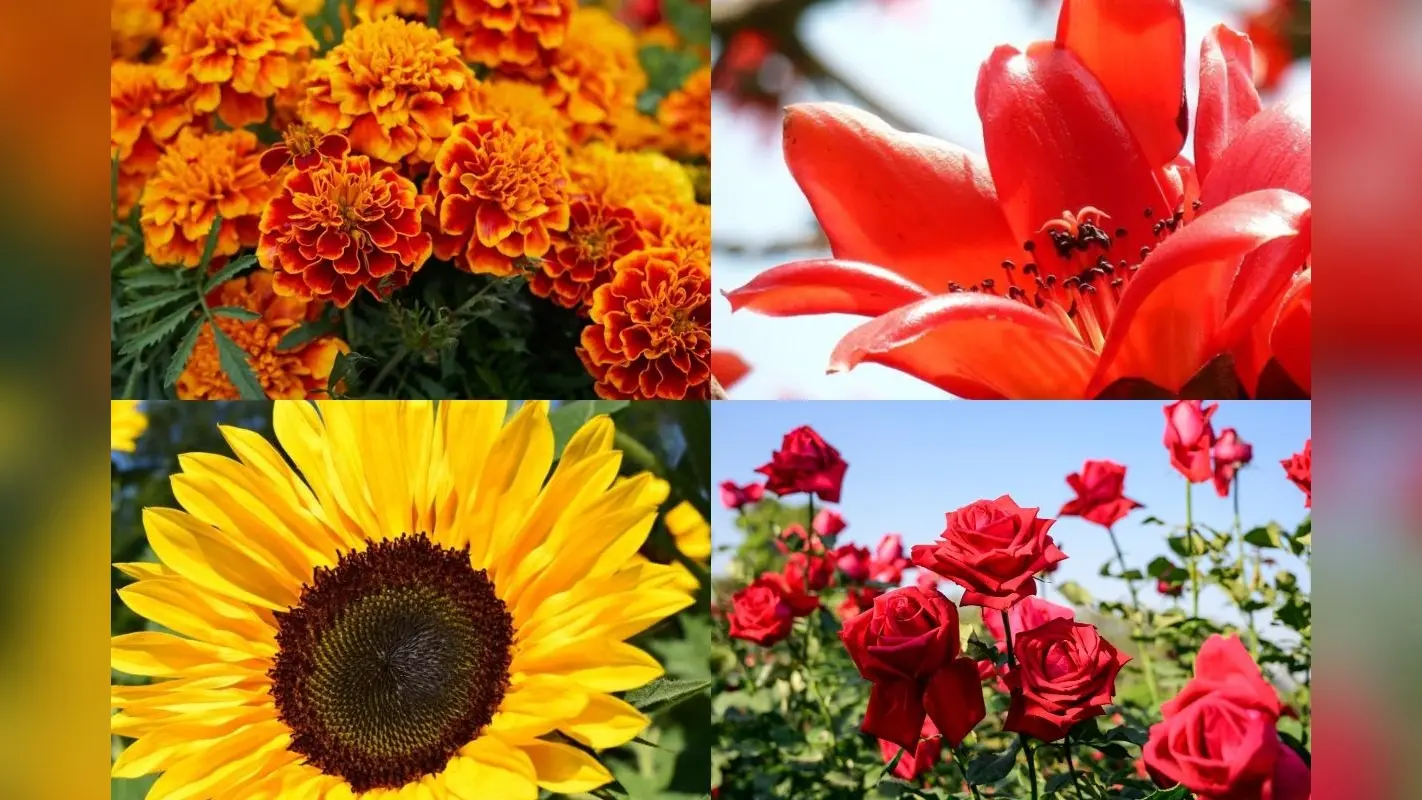 Summer Plants For Home Garden: गर्मियों के मौसम में अपने गार्डेन में लगाएं ये पौधे, घर की खूबसूरती में लगा देंगे चार चांद