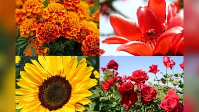 Summer Plants For Home Garden: गर्मियों के मौसम में अपने गार्डेन में लगाएं ये पौधे, घर की खूबसूरती में लगा देंगे चार चांद