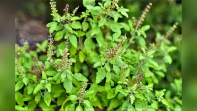 Tulsi Benefits : रोज सुबह चबा लें यह हरे पत्ते, भाग खड़े होंगे सारे रोग