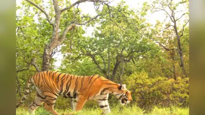 Valmiki Tiger Reserve : अगर आप नेचर लवर हैं तो बिहार के वाल्मीकि टाइगर रिजर्व की जरूर करें सैर