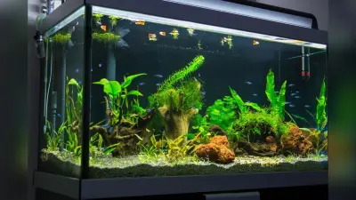 Vastu Tips For Aquarium: घर पर रखना चाहते हैं एक्वेरियम, तो वास्तु के इन नियमों का रखें खास ध्यान