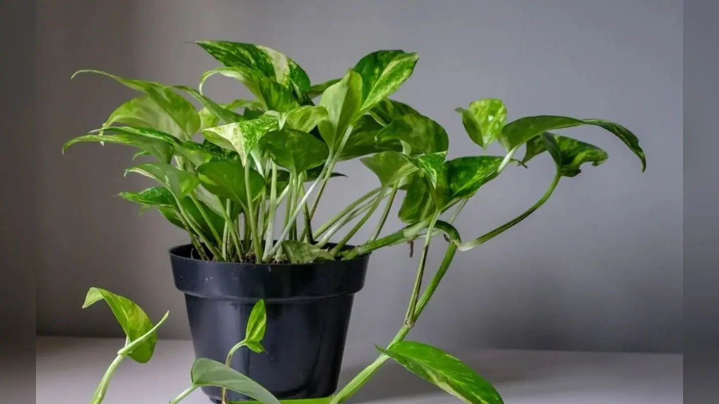 Vastu Tips For Money Plant: क्या सच में मनी प्लांट चुराकर लगाने से होती है धन की बारिश, जानें क्या कहते हैं विशेषज्ञ