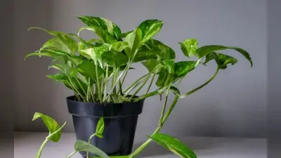 Vastu Tips For Money Plant: क्या सच में मनी प्लांट चुराकर लगाने से होती है धन की बारिश, जानें क्या कहते हैं विशेषज्ञ