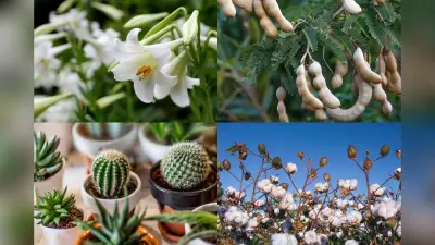 Vastu Tips: भूलकर भी अपने घर पर न लगाएं ये पौधे, रूठ जाएंगी लक्ष्मी, हो जाएंगे कंगाल