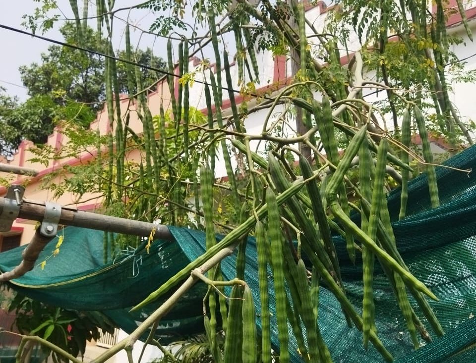 भागलपुर में 365 दिनी सहजन की खेती शुरू, किसानों को मिल रहा है बढ़ावा