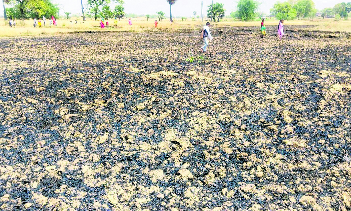 शॉर्ट सर्किट से गेहूं की फसल में लगी आग, दो बीघा में लगी गेहूं की फसल जली