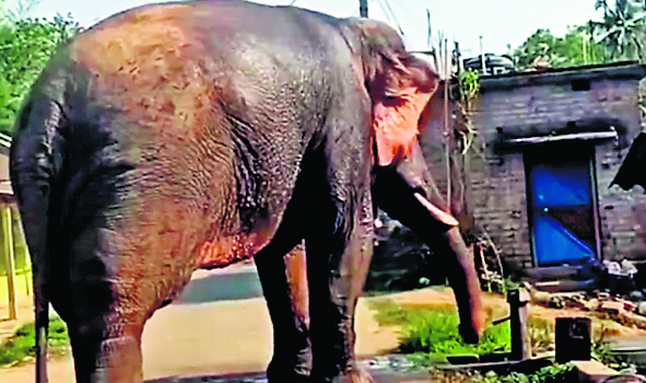 गांव में पानी पीने घुसा हाथी ग्रामीणों में मचा हड़कंप