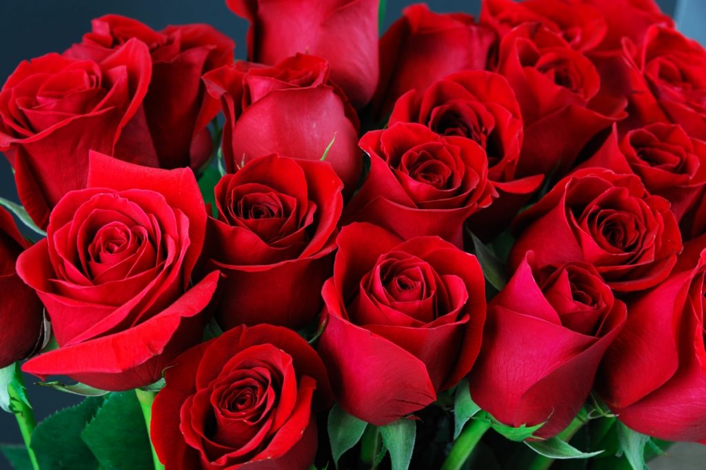 Winter Care for Rose: इस तरह से करें घर पर गुलाबों की देखभाल, नहीं बिखरेगी पंखुड़ियां