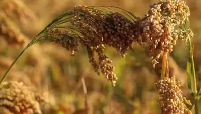 Farmers : बढ़ गया AIF स्कीम का दायरा, किसानों की होगी बल्ले बल्ले